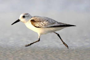 Отель Strandläufer Zempin  Цемпин